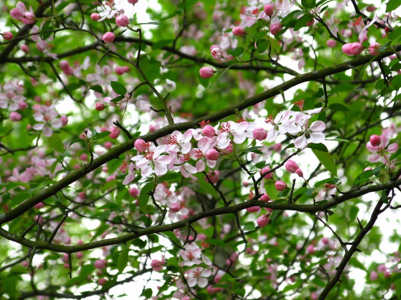 flowery-tree-spring