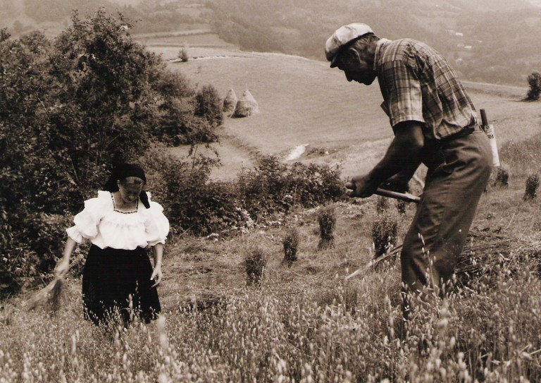 Secerisul-graului