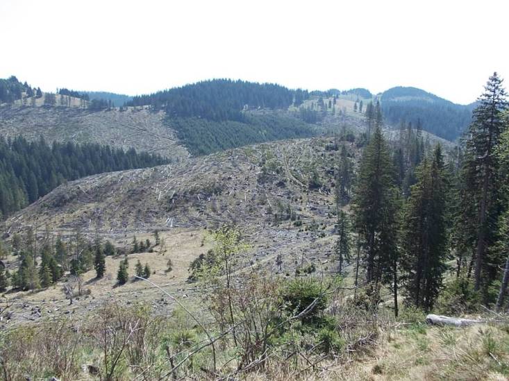 Piatra_Craiului_defrisari