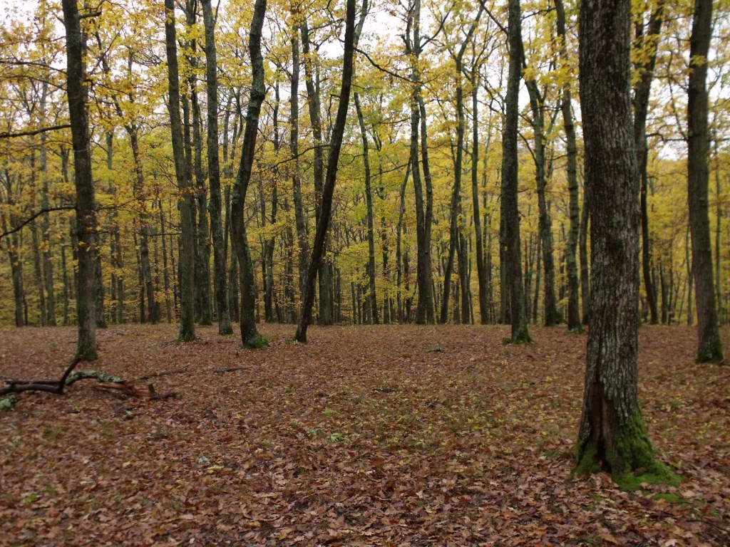 Respect pentru pădure, respect pentru&nbsp;pădurari